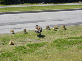 Geese