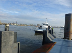 Ferry Leaves
