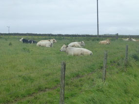 Cows
