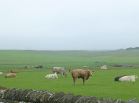 Cows