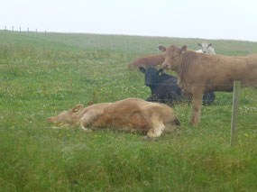 Lazy Cow