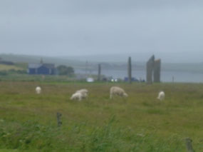 Sheep at Stenness