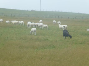 Sheep