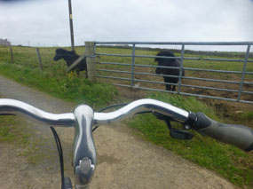 Shetland Ponies