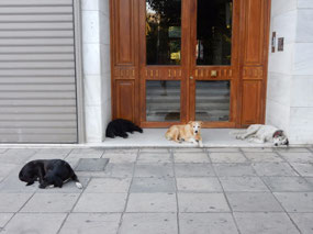 Sleeping Dogs