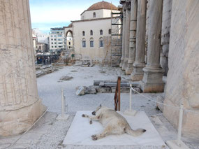 Sleeping Dog