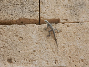 Lizard