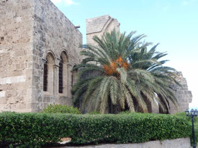 Palm Tree