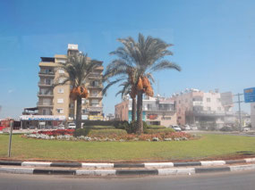 Palm Trees