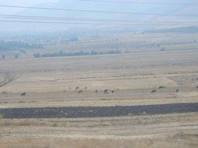 Cattle
