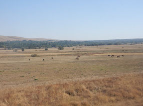 Horses