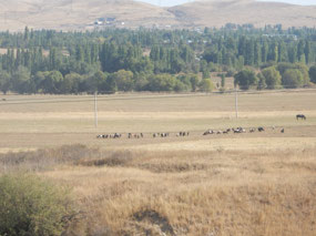 Landscape