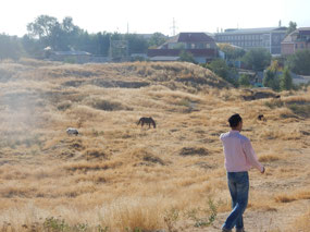 Horses