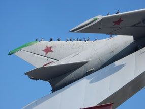 Pigeons