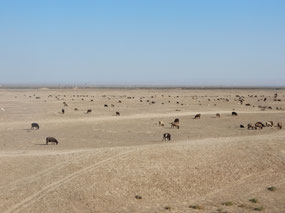 Cattle