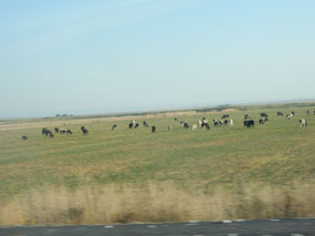 Cattle