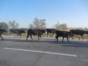 Cow Crossing
