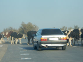 Cows