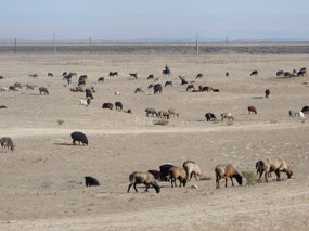 Grazing