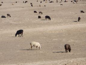 Sheep
