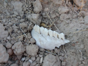 Teeth