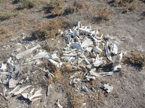 Animal Bones