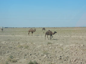 Camels