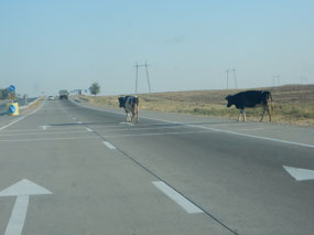 Cows