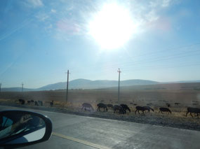Cattle