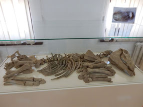 Horse Bones