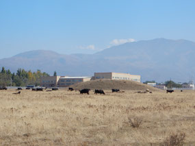 Mound and Cattle