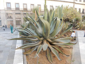 Strange Plant