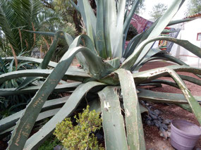 Plant