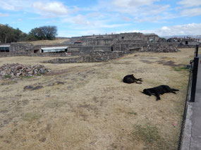 Sleeping Dogs