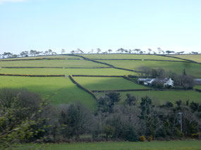 Fields