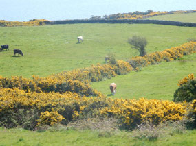 Cattle