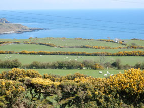 Coloured Bushes