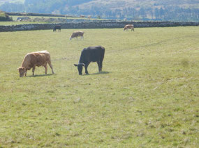Cows