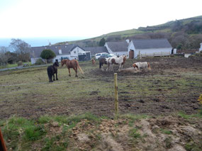 Horses