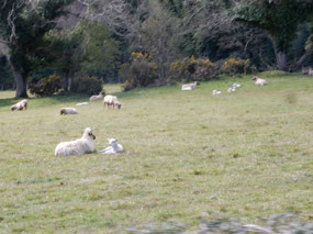 Sheep