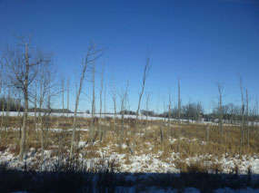 Bare Trees