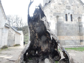 Burnt Tree