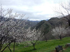 Spring Blossom