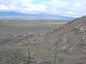 Cattle