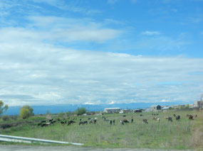 Cattle