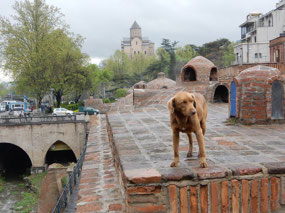Dog