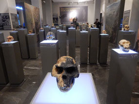 Ancient Skulls