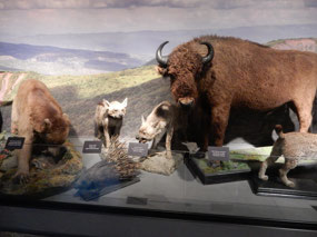 Animals