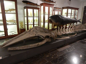 Whale