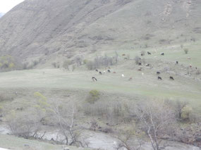 Cattle